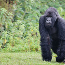 The Cost of Luxury Rwanda Gorilla Trekking Tour | The African Exponent.