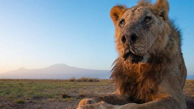 One of Africa’s Oldest Lions Killed in Kenya | The African Exponent.