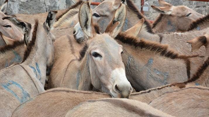 African Union's Historic Ban on Donkey Skin Trade Sparks Global Applause