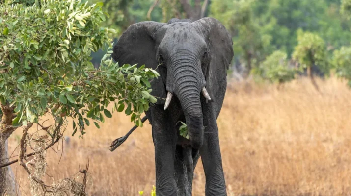 Tragic Elephant Encounter in Zambia Results in American Tourist's Death